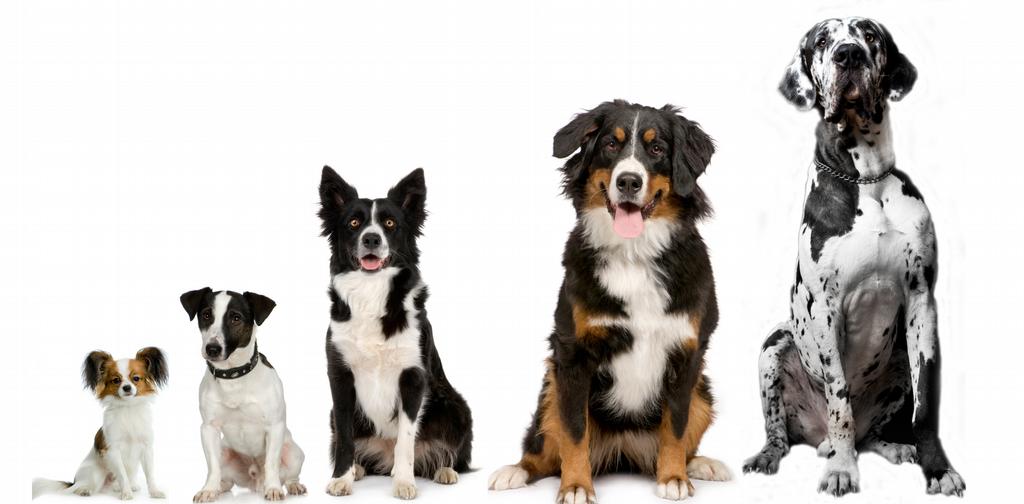 Five Dogs on Van_edited2 from Dogwatch of Cape Cod in Marstons Mills, MA 02648